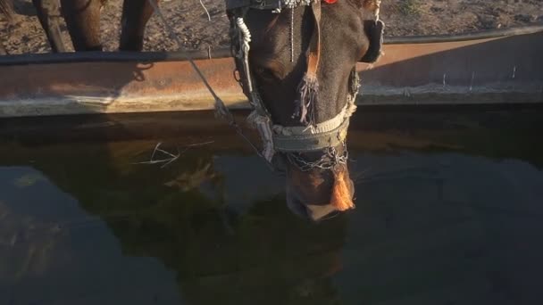 Caballos Bebiendo Agua Del Abrevadero — Vídeos de Stock