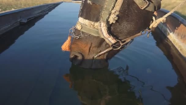 Hästar Dricksvatten Från Tråg — Stockvideo