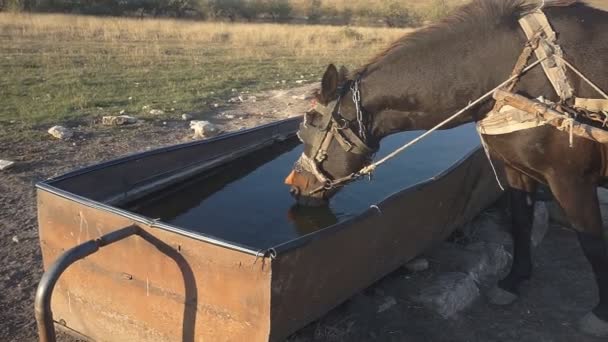 Cavalos Bebendo Água Cocho — Vídeo de Stock