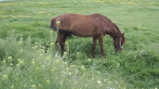 Häst Som Betar Vid Floden Landsbygdens Landskap — Stockvideo