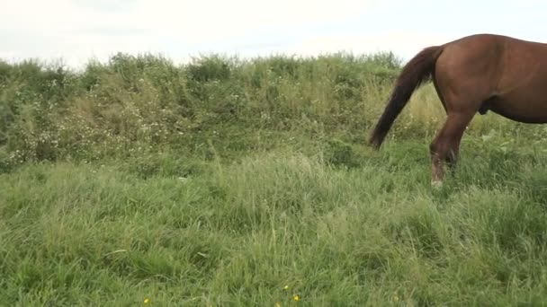 Häst Som Betar Vid Floden Landsbygdens Landskap — Stockvideo