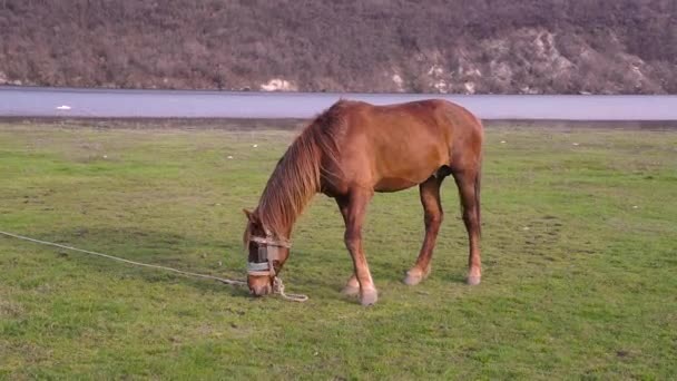 Cavalo Pastar Junto Rio Paisagem Rural — Vídeo de Stock