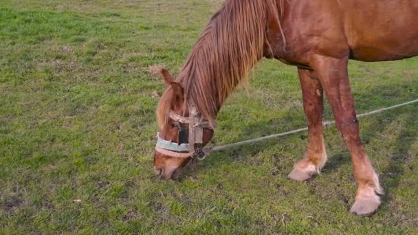 Caballo Pastando Junto Río Paisaje Rural — Vídeos de Stock