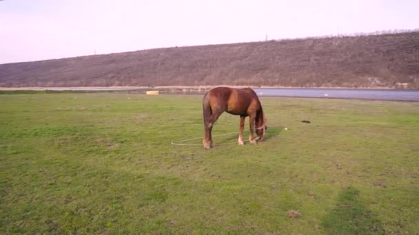 马在河边放牧 乡村景观 — 图库视频影像