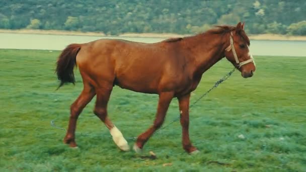 Häst Som Betar Vid Floden Landsbygdens Landskap — Stockvideo