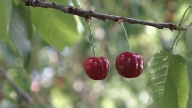 Kiraz ağacı dalları yaz bahçesinde tecavüz meyve ile. Kiraz ağaç görünümünü kapat.