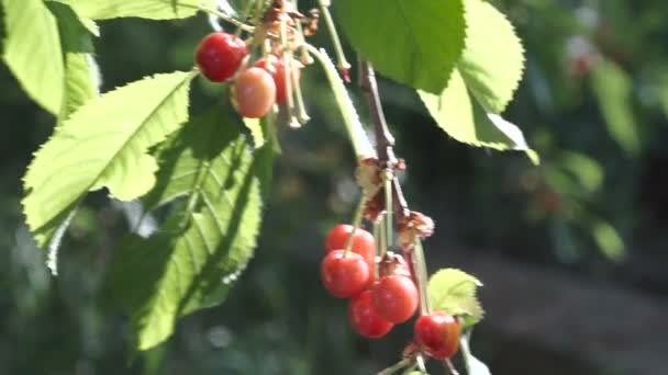 樱桃树枝与油菜果实在夏季花园 关闭树上樱桃的视图 — 图库视频影像