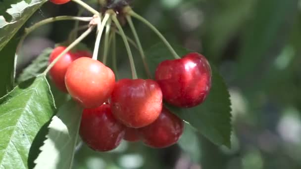 樱桃树枝与油菜果实在夏季花园 关闭树上樱桃的视图 — 图库视频影像