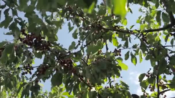 Ramas Cerezo Con Frutos Colza Jardín Verano Vista Cerca Las — Vídeo de stock