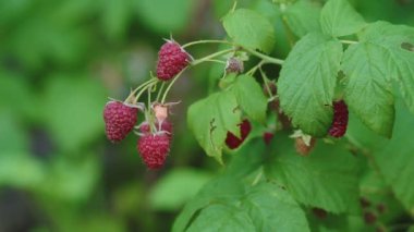 Raspberies Bahçe dalında üzerinde. Doğal Çilek