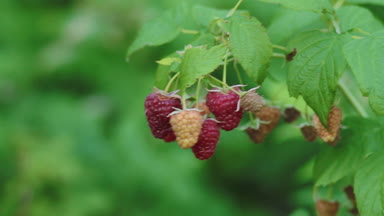 Raspberies Bahçe dalında üzerinde. Doğal Çilek