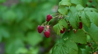 Raspberies Bahçe dalında üzerinde. Doğal Çilek