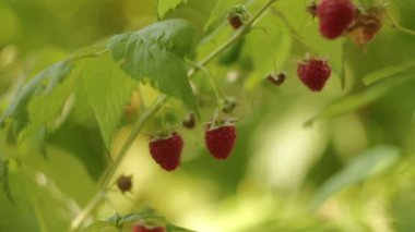 Ahududu bahçe içinde dal üzerinde