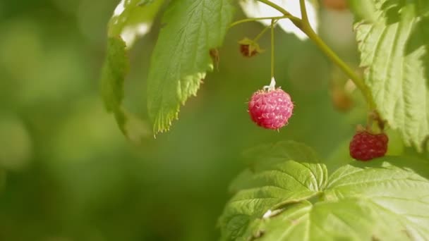 Frambozen Tak Tuin — Stockvideo