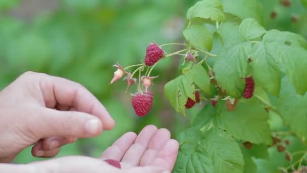 Pour Cueillir Des Framboises Portée Main — Video