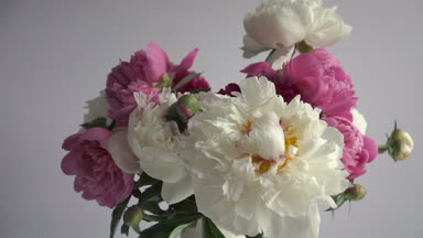 Cam vazo içinde sunulan renkli şakayık buket. Taze bahçe peonies.