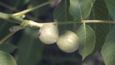 Ceviz dalı. Fındık ağacı üzerinde. Olgunlaşmamış ceviz. Ceviz ağacı üzerinde ceviz.