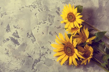 Ayçiçeği vintage gri arka plan üzerinde.