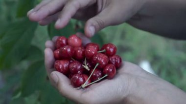 Çiftçi el malzeme çekme kiraz, meyve, kiraz ağacı, organik meyve bahçesi, Bahçe bitkileri