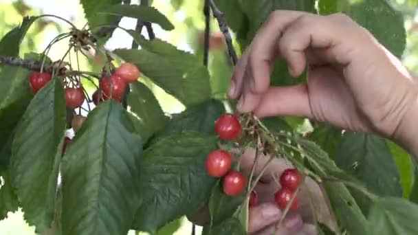 Agricultor Mano Recoger Cerezas Frutas Cerezo Huerto Orgánico Horticultura — Vídeo de stock