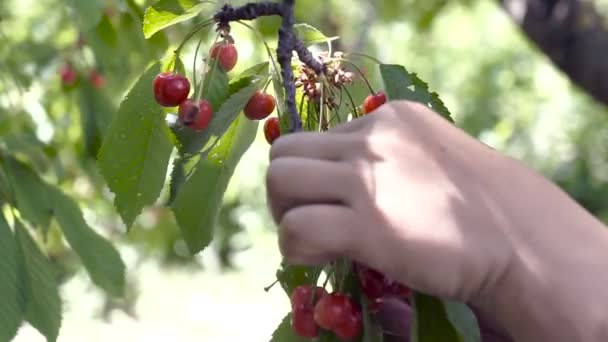 Rolnik Rękę Zbieranie Wiśni Owoce Wiśniowe Drzewo Ekologicznej Sadzie Ogrodnictwo — Wideo stockowe