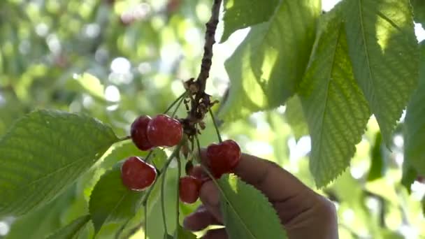 Mezőgazdasági Termelő Kézi Szedés Cseresznye Gyümölcs Cseresznyefa Szerves Gyümölcsöst Kertészet — Stock videók