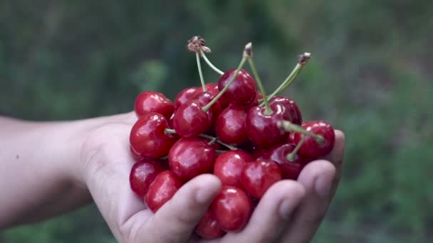 Agricultor Mano Recoger Cerezas Frutas Cerezo Huerto Orgánico Horticultura — Vídeos de Stock
