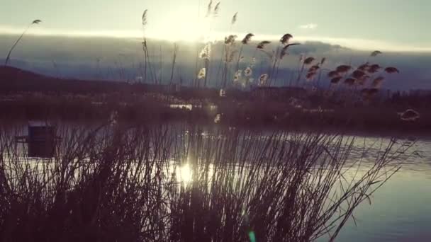 Krajobraz Jezioro Zachodzie Słońca Reed Brzegu Jeziora Zachodzie Słońca — Wideo stockowe