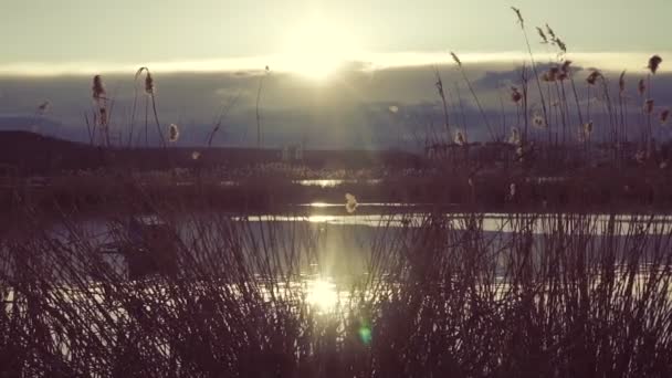 Paesaggio Del Lago Tramonto Reed Sulla Riva Del Lago Tramonto — Video Stock