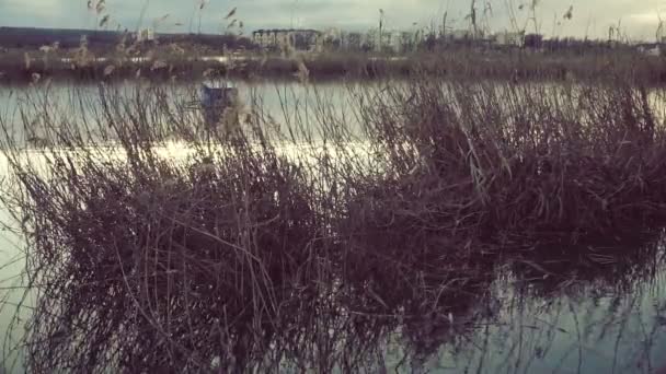 Paisaje Del Lago Atardecer Caña Orilla Del Lago Atardecer — Vídeo de stock