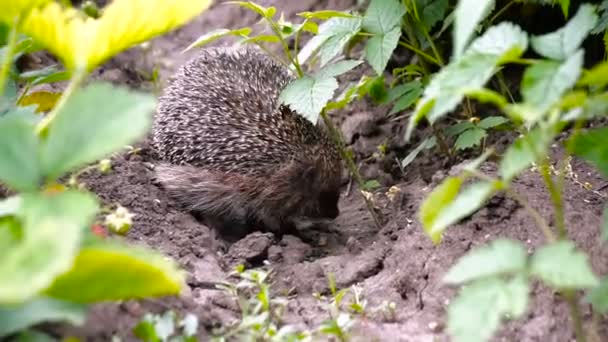 緑色草 Europaeus ヨーロッパハリネズミまたは一般的なハリネズミとしても知られているハリネズミ — ストック動画