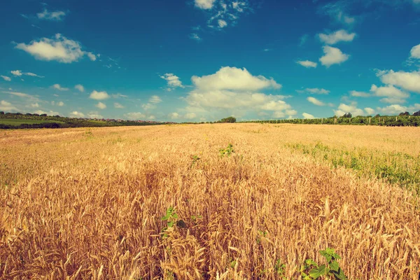 Buğday Alan Yatay Yaz Altın Buğday Alan Tonda — Stok fotoğraf