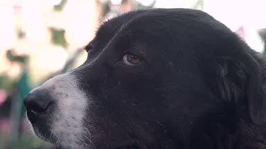 Siyah çoban köpeği kamera arıyorum. Arka plan portre siyah çoban.