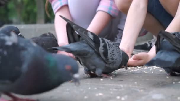 Two Little Girls Sisters Feed Pigeons Park Children Outdoor — Stock Video