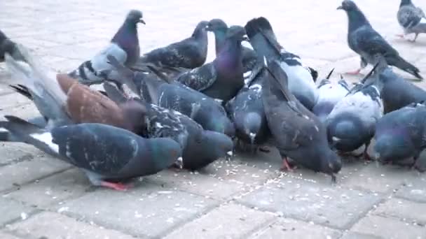 大群鸽子在城市公园的户外吃面包 许多鸽子在街上吃食物 — 图库视频影像