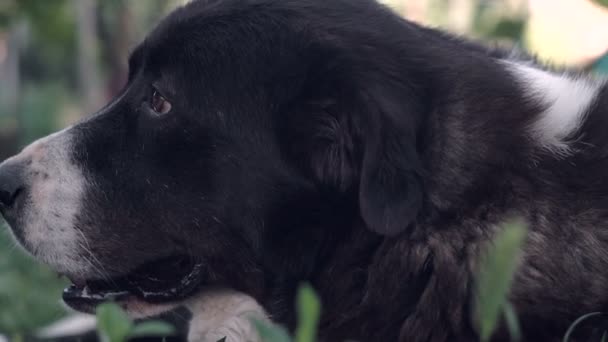 Cão Pastor Preto Olhar Para Câmara Retrato Pastor Preto Fundo — Vídeo de Stock