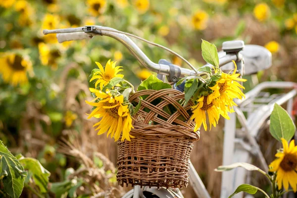 Ayçiçeği ve buğday alanı eski Bisiklet.