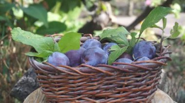 Erik sepetle. Mavi Erik sepet içine dökülür. Erik hasat.