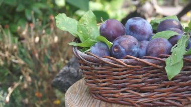 Erik sepetle. Mavi Erik sepet içine dökülür. Erik hasat.