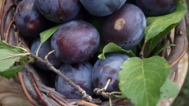 Erik sepetle. Mavi Erik sepet içine dökülür. Erik hasat.