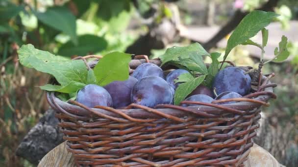 プラムとバスケット 青い梅をバスケットに注いだ 梅の収穫 — ストック動画