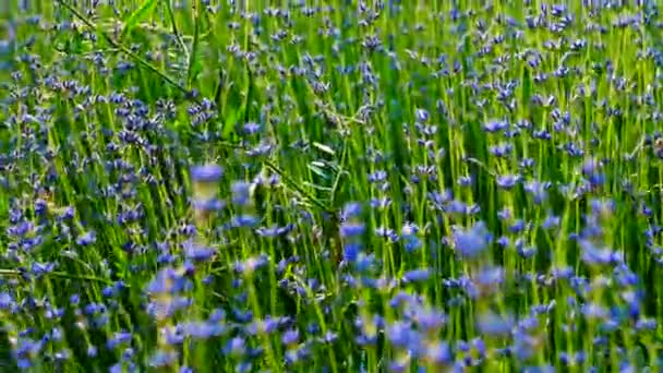 Wunderschöne Blühende Lavendelblüten Die Sich Wind Wiegen Nahaufnahme Lavendelsaison — Stockvideo