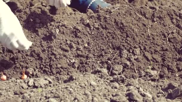 Main Femme Agricultrice Semant Des Oignons Dans Jardin — Video