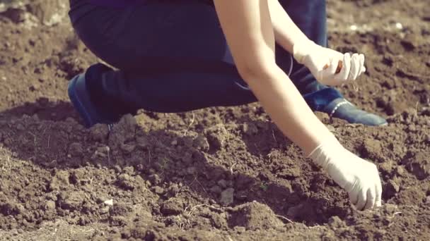 Hand Einer Bäuerin Beim Zwiebelaussäen Garten — Stockvideo