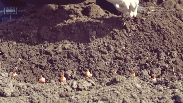 Hand Van Vrouw Boer Uien Tuin Zaaien — Stockvideo