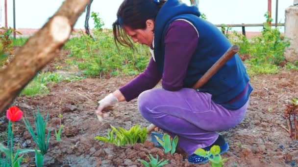 Mulher Jardim Com Uma Cavando Buraco Chão — Vídeo de Stock