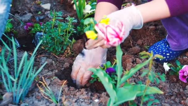 Flowes を彼女の庭に植える女性のショットを閉じる — ストック動画