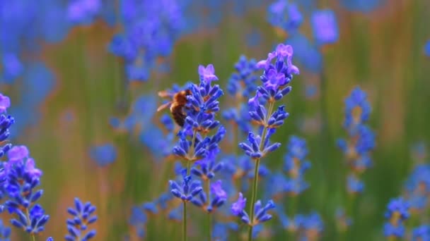 Honung Funnits Lavendel Fält Lavendel — Stockvideo