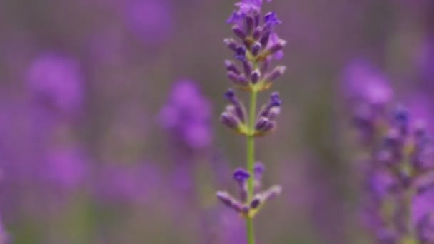 Lavanda Primeros Planos Flor Lavanda Campo Lavanda — Vídeo de stock