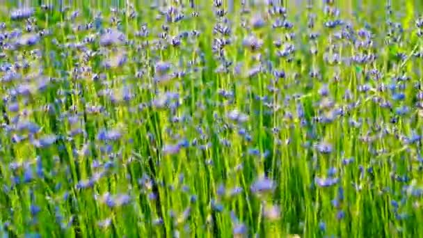 Lavendel Wachsende Lavendelblüte Nahaufnahme Lavendelfeld — Stockvideo